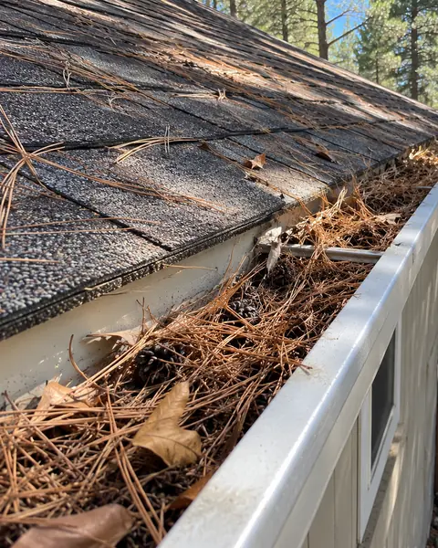 A gutter packed to the brim with pine needles, cones and oak leaves, with a crew member on a ladder further along the roof